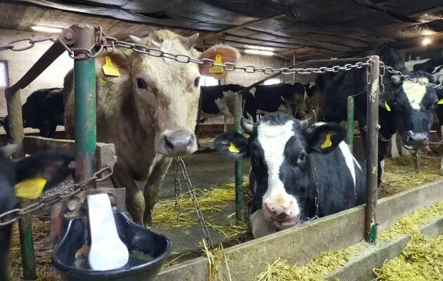 Ферма на Черкащині збільшить стадо до 1200 корів